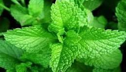 tulsi pata