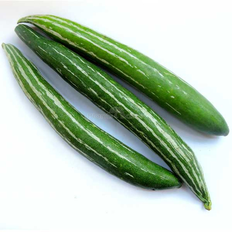 khohi