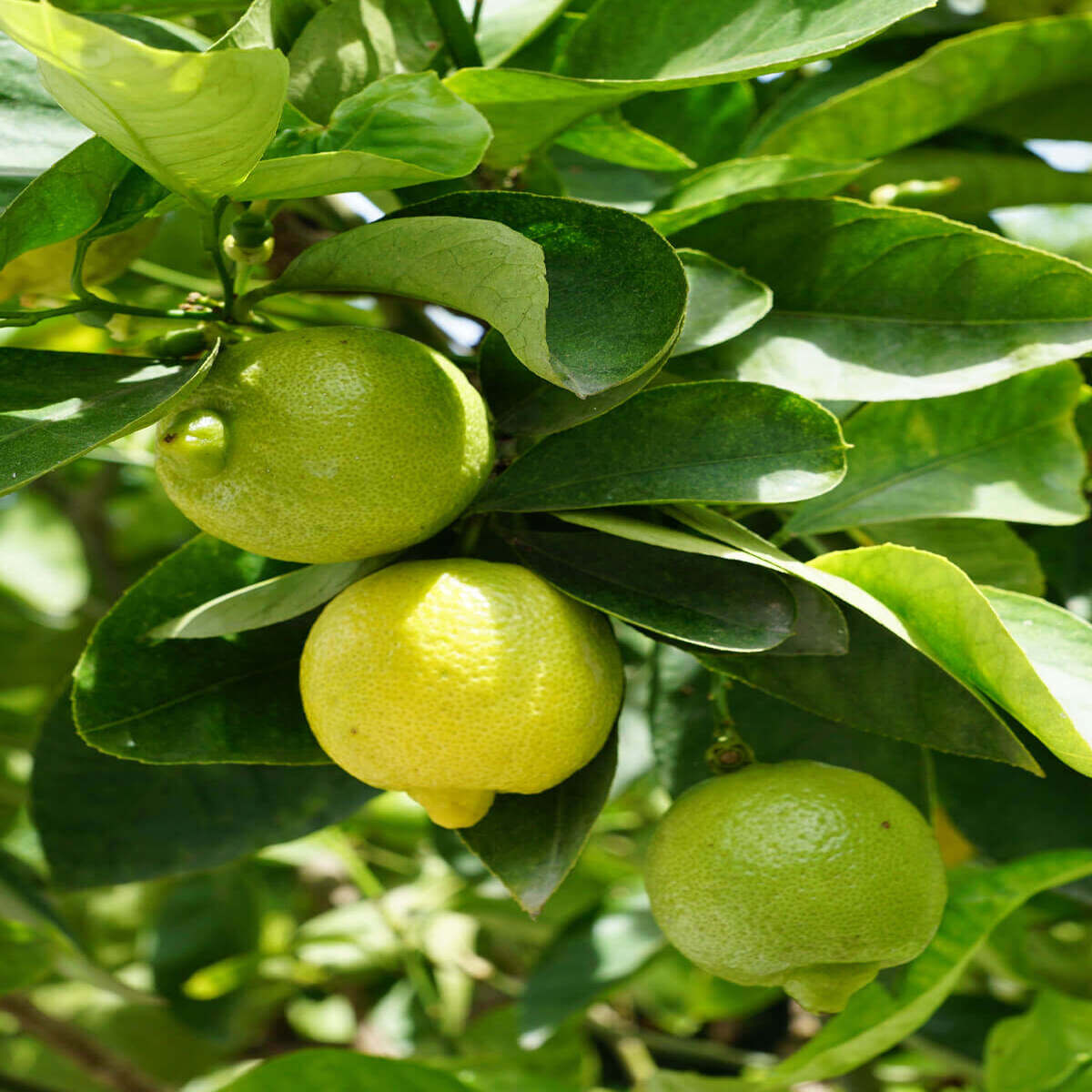 thai lebu pata